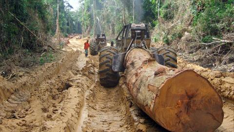 Raubbau an Holz im Kongo