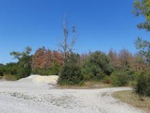 Waldschäden in der unteren Lobau