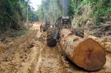 Raubbau an Holz im Kongo